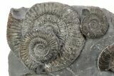 Ammonite (Dactylioceras) Fossil Cluster - England #243496-2
